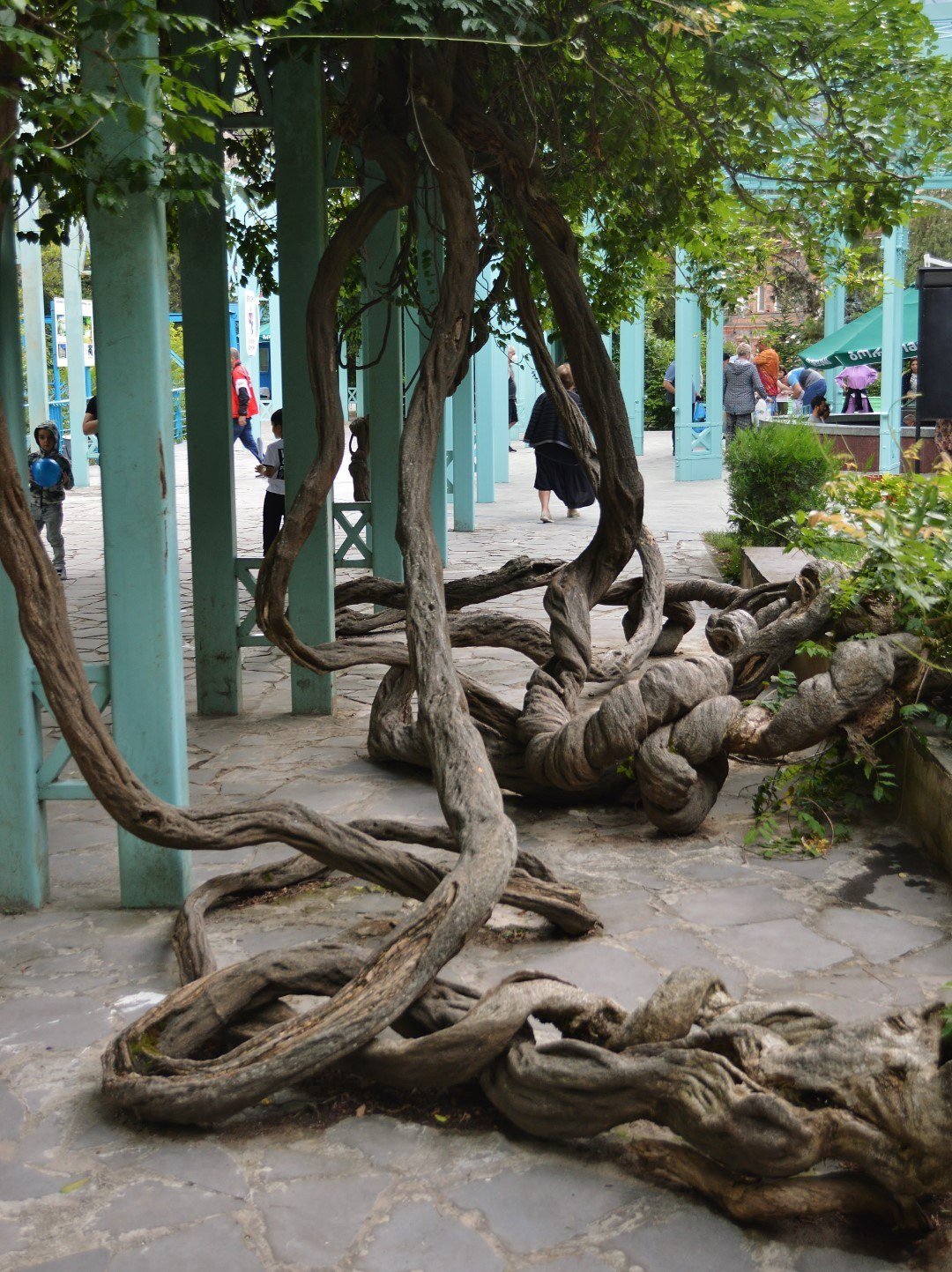 Climbing tree trunks on the pergola of Borjomi Thermal Park