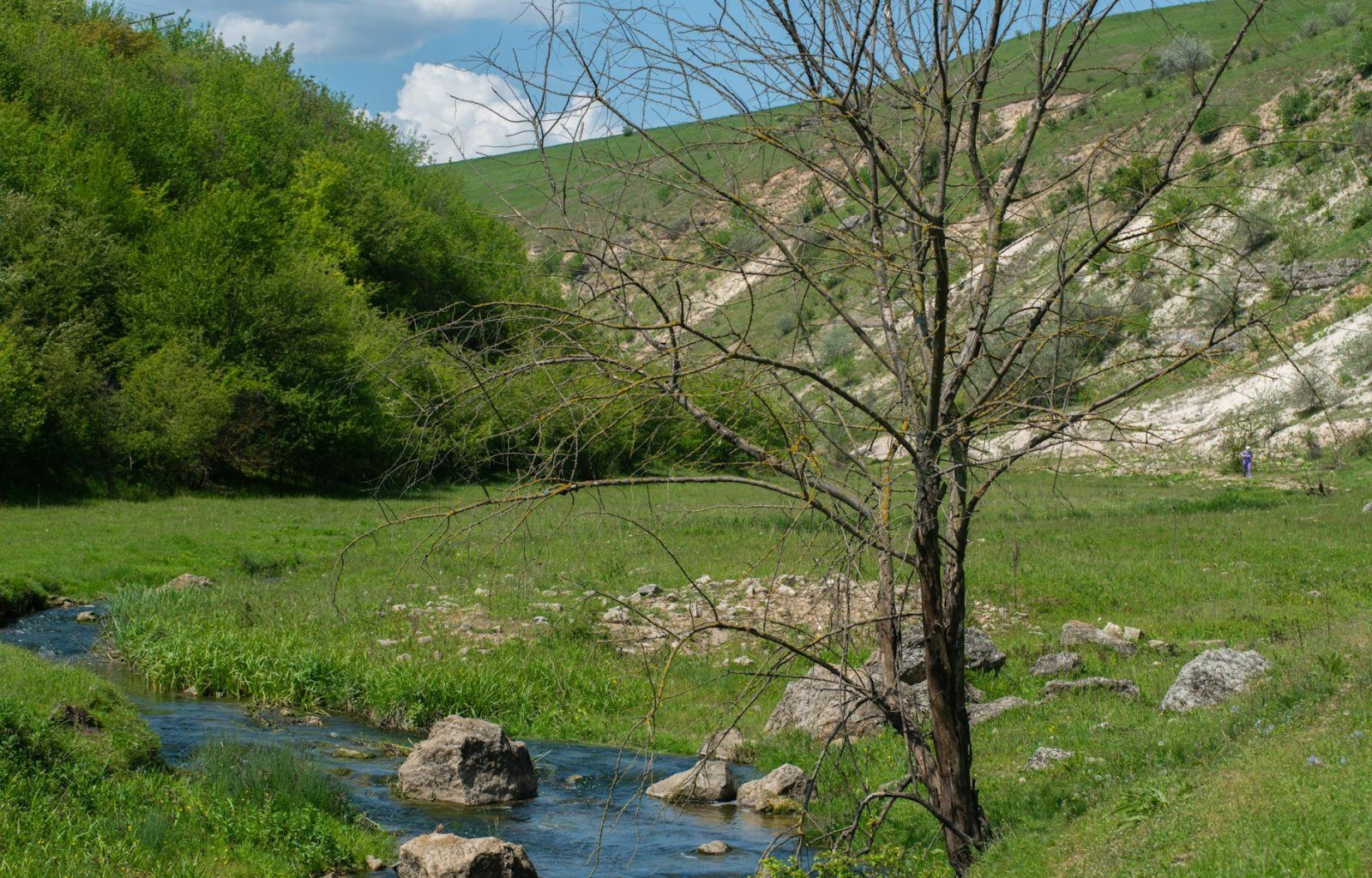 Kurpark Jermuk mit Tannen und Blick auf die Arpa-Schlucht