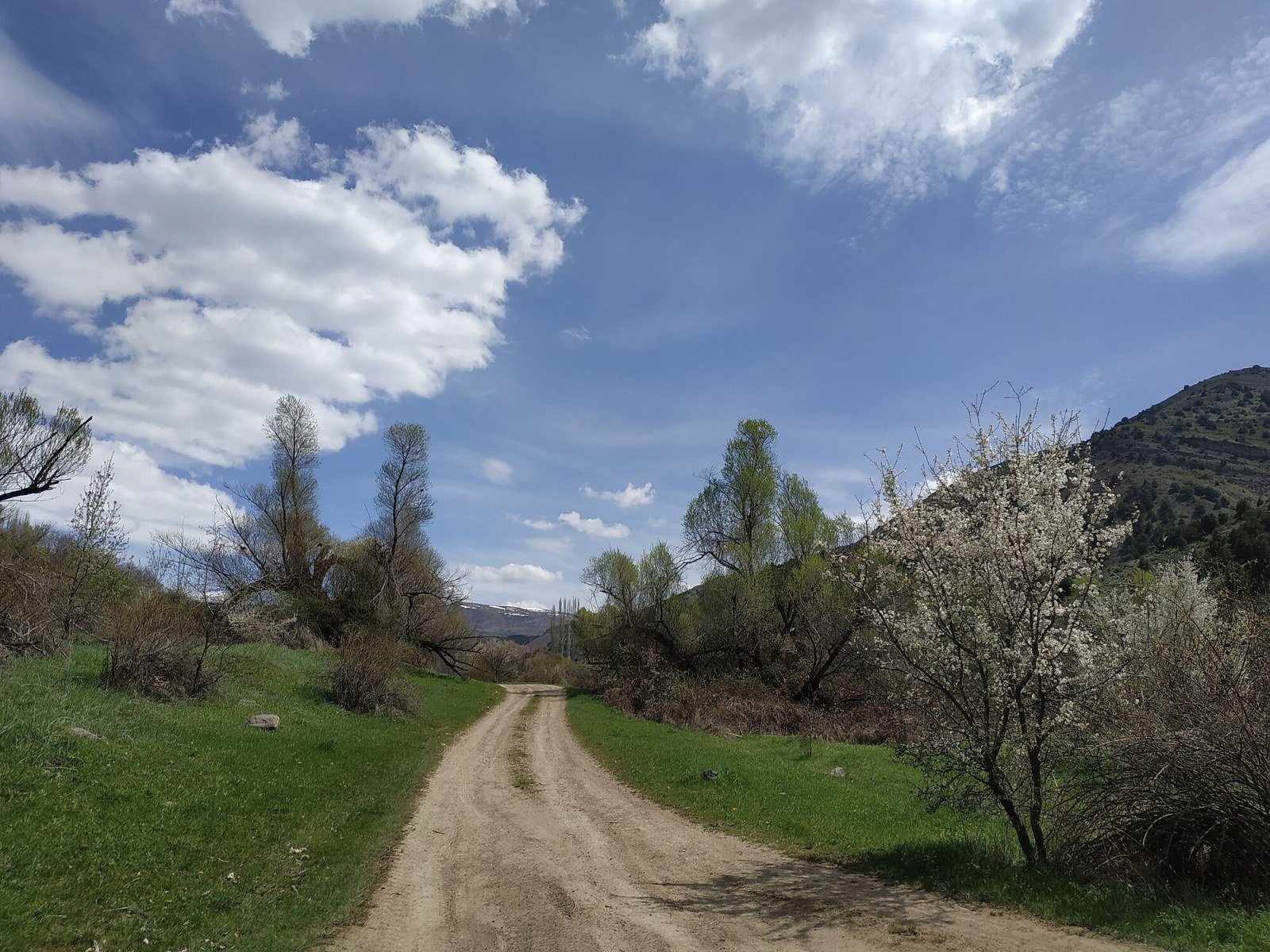 Bosco della Riserva di Khosrov in Armenia