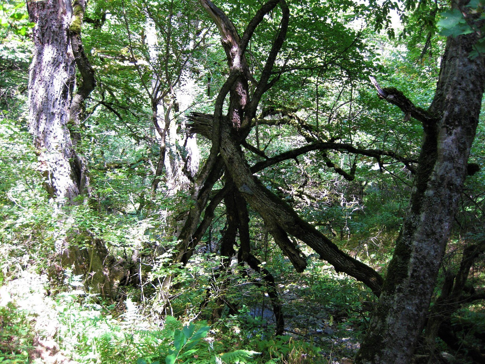 Interior of the humid forest of Shikahogh State Reserve, Syunik, Armenia