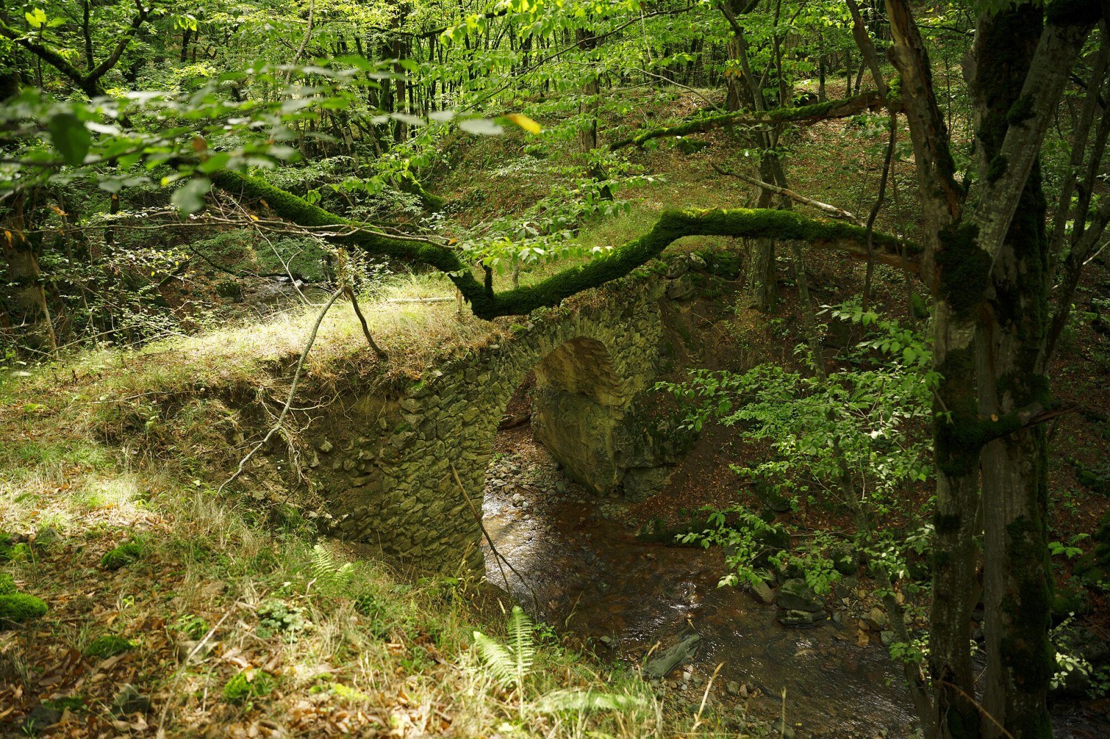 Ancient beech forest in Shikahogh State Reserve, southern Armenia