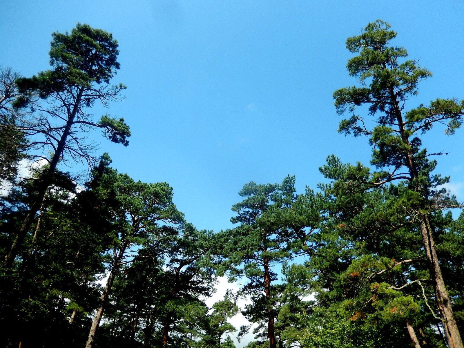 Paesaggio di gole e foreste di faggi vicino a Stepanavan