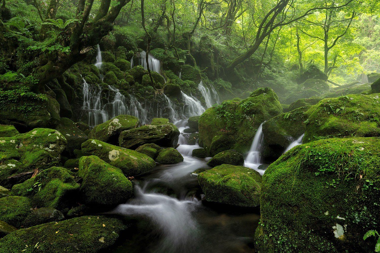 Forest of the Shikahogh Reserve in southern Armenia