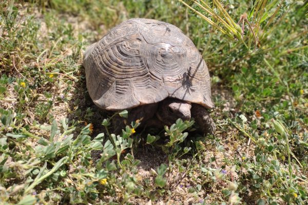 Absheron National Park — 6