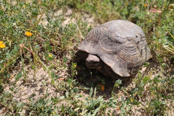 Absheron National Park — 7
