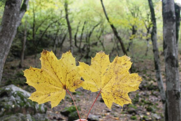 Borjomi-Kharagauli National Park — 4