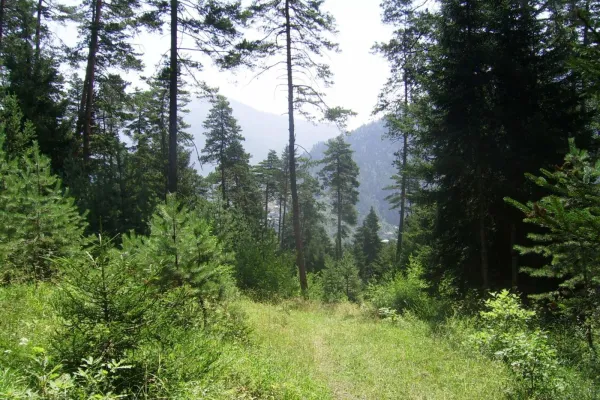 Parque Nacional Borjomi-Jaragauli