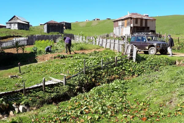 Guria