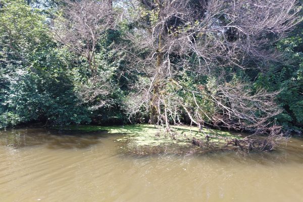Kolkheti National Park — 3