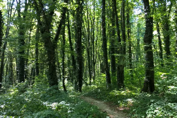 Lagodekhi Protected Areas — 2