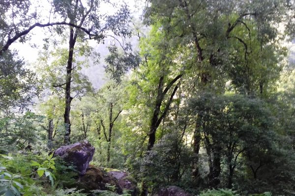 Mtirala National Park — 5