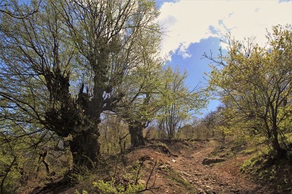 Dilijan National Park — 8