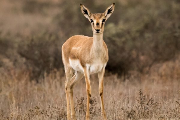 Shirvan National Park — 4