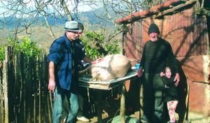 Matanza de cerdo en Georgia