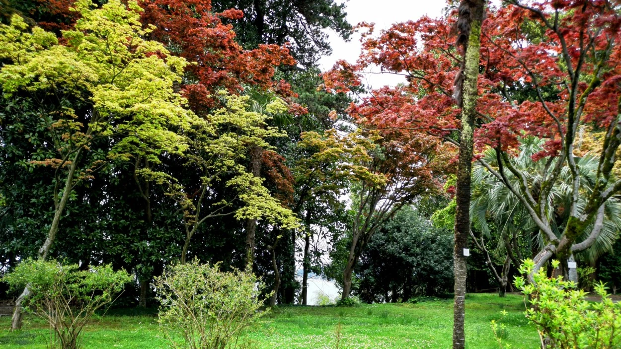 Jardin Botánico de Batumi (1)