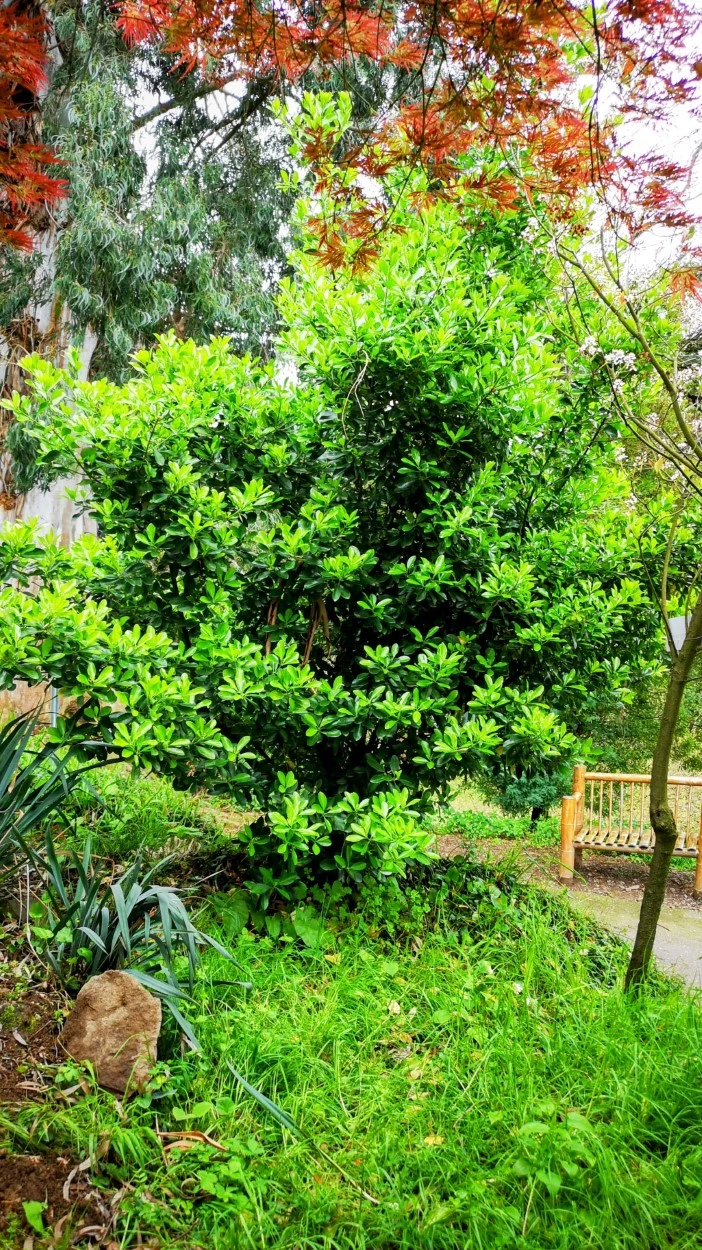 Jardin Botánico de Batumi (3)